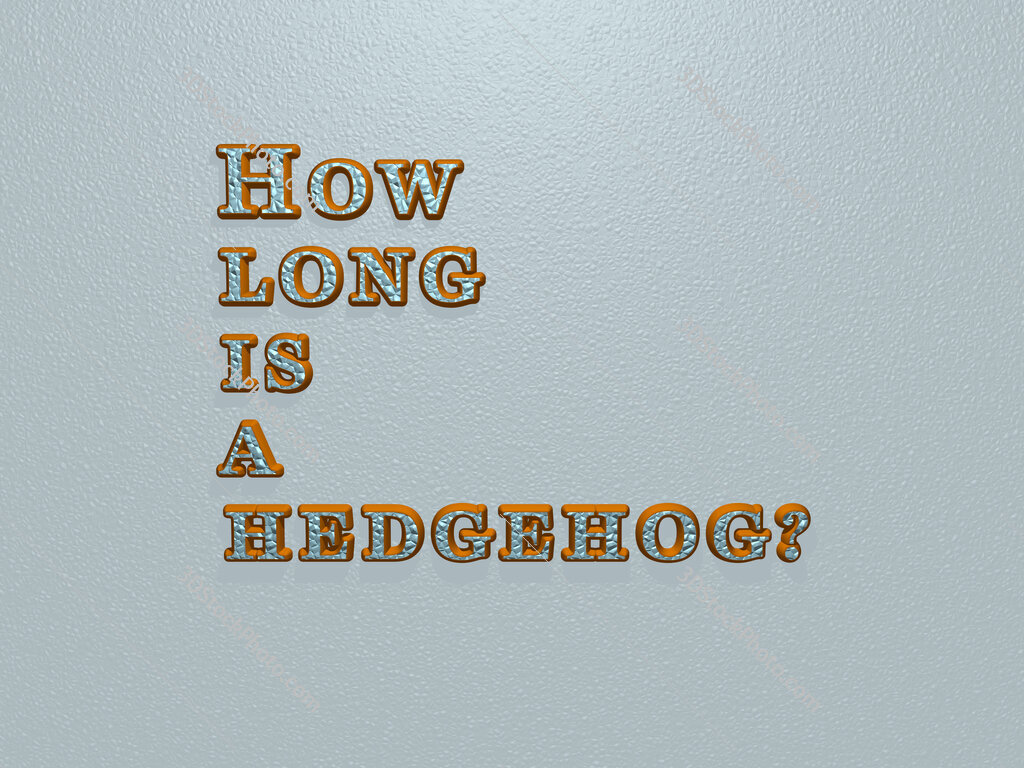 How long is a hedgehog? 
