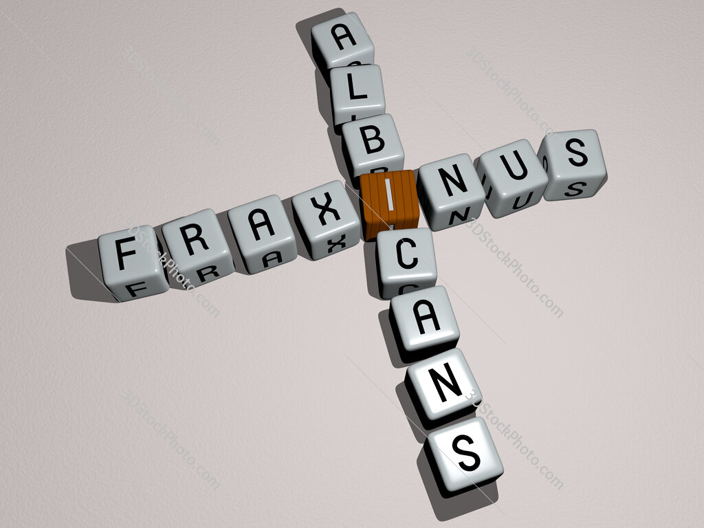 Fraxinus albicans crossword by cubic dice letters