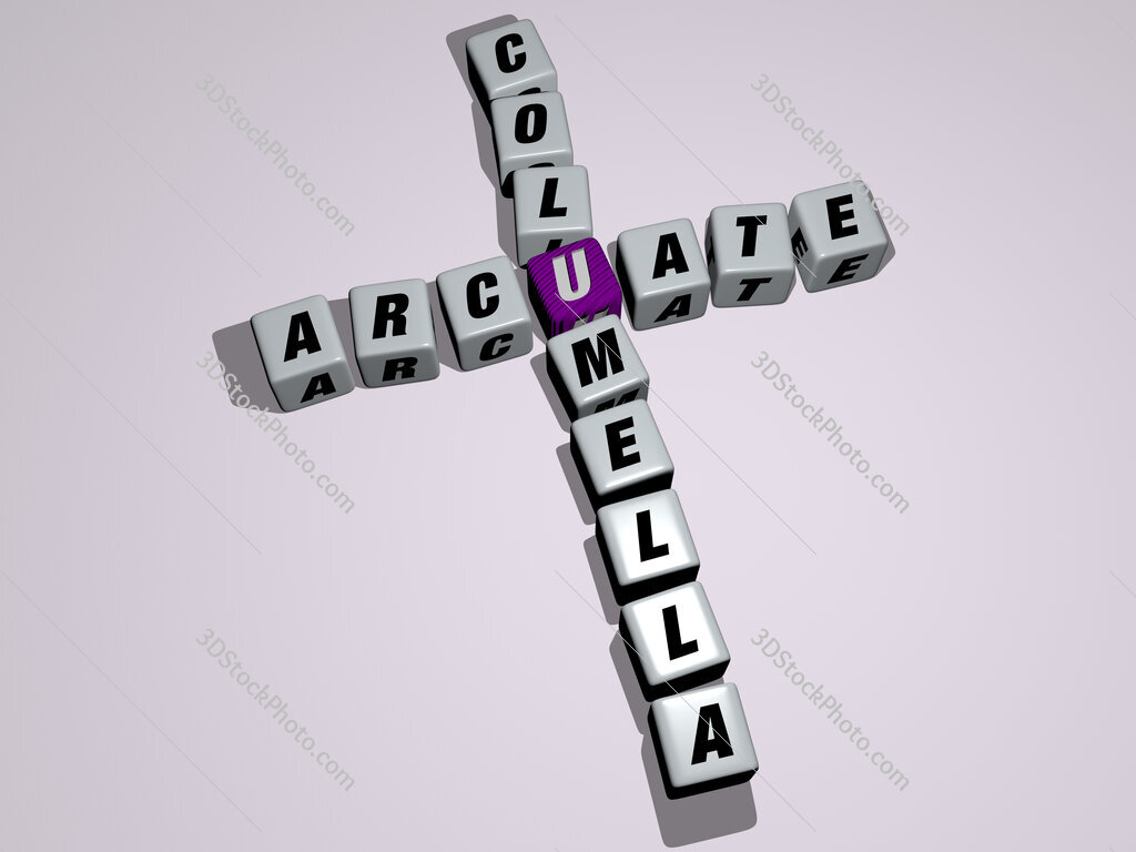 arcuate columella crossword by cubic dice letters