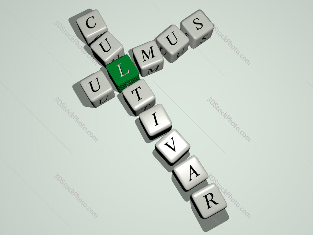 ulmus cultivar crossword by cubic dice letters