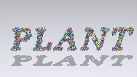 plant