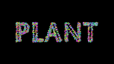 plant