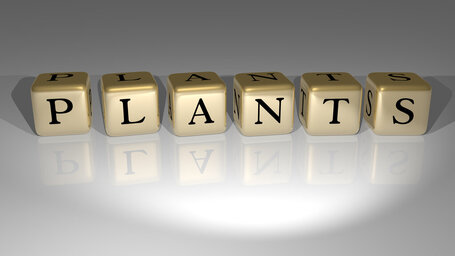 Plants