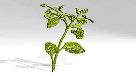 plant