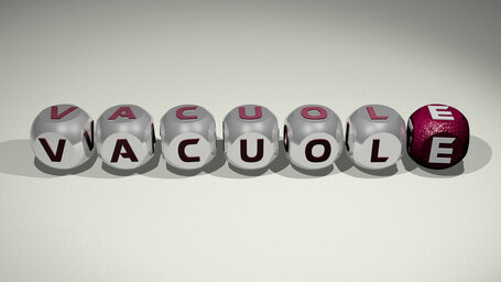 vacuole