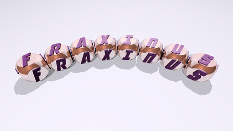 fraxinus